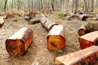 Loại gỗ nào cho giá trị kinh tế cao nhất, quý nhất?